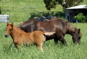 Foundation Mare and her Type 2 filly foal aged 7 weeks