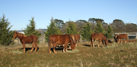 Seven chestnut draughts with their morning biscuits of meadow hay