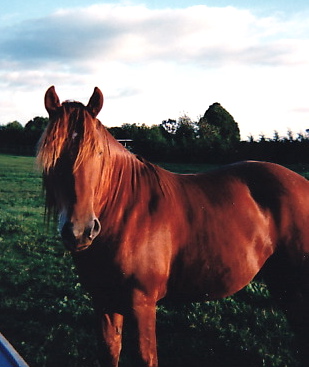Mistyvale Oberon, Foundation Stallion to the Calcott Stud 